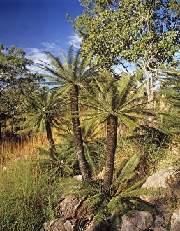 Images Dated 7th January 2009: Cycad (Cycas calcicola) and Eucalyptus woodland, Litchfield National Park, Northern Territory