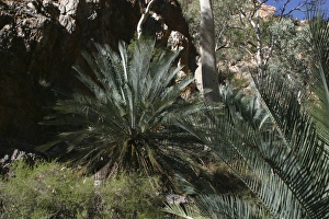 Images Dated 15th May 2003: Cycad - The decline of the Black-footed Rock Wallaby may have had an effect on seed dispersal