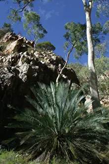 Cycad - Listed as vulnerable. The decline of the Black-footed Rock Wallaby may have had an effect on seed dispersal. This species only occurs in parts of the MacDonnell and Strangways Ranges