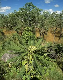 Images Dated 7th January 2009: Cycad - Litchfield National Park, Northern Territory, Australia JPF29465