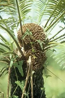 Cones Prints: Cycad - male cone