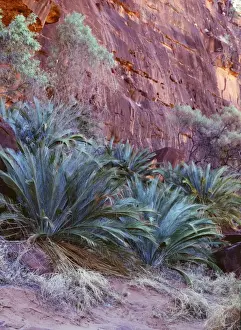 Cycads Prints: Cycad - vulnerable species, endemic to southern ranges of NT