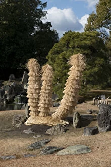 Straw Gallery: Cycads - aka Japanese Sago Palms wrapped in straw