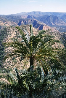 Images Dated 23rd September 2008: Cycads Eastern Cape South Africa