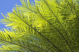 Cycad Gallery: Cycads after the fire - detail of a cycad's freshly sprouted leaves after a wildfire