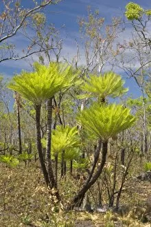 Bush Fire Gallery: Cycads after the fire - forest in Far North of the Northern Territory after a wildfire with