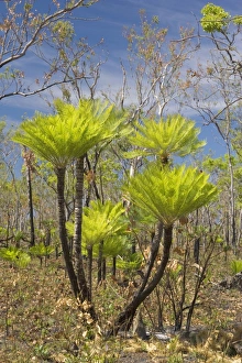 Cycad Gallery: Cycads after the fire - forest in Far North of the Northern Territory after a wildfire with