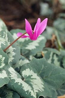 Images Dated 23rd September 2005: Cyclamen