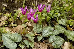 Garden Flower Prints: A cyclamen, Cyclamen repandum, Sicily