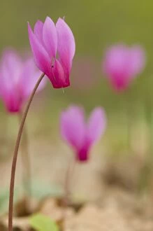 Images Dated 16th April 2010: Cyclamen - Spring Sowbread