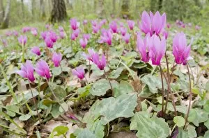 Images Dated 16th April 2010: Cyclamen - Spring Sowbread - in habitat - undergrowth