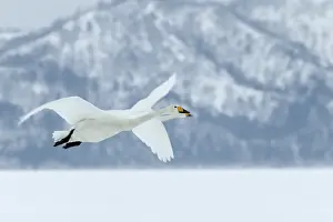 cygne chanteur Whooper Swan Cygnus cygnus cygnus