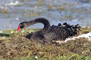 Images Dated 13th August 2007: Cygne noir sur son nid dans un marais du Marquenterre en Picardie