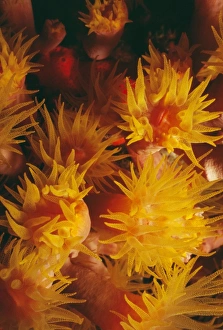 Images Dated 8th November 2010: Cylinder Anemone - European coasts