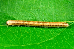 Cylindrical Millipede - Introduced to the Tropical Biome at the Eden Project, Cornwall, UK Cylindrical Millipede - Introduced to the Tropical Biome at the Eden Project, Cornwall, UK
