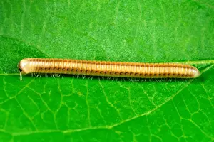 Millipede Prints: Cylindrical Millipede - Introduced to the Tropical Biome at the Eden Project