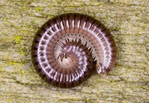 Cylindrical millipede rolled into a spiral as defensive posture