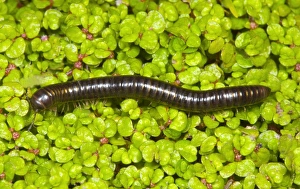 Images Dated 16th April 2006: Cylindrical millipede walking Location: Garden, Cornwall, UK