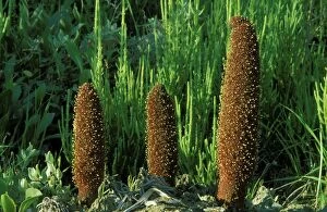 Cynomorium - A remarkable parasitic plant, in the