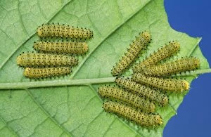 Images Dated 14th August 2006: Cynthia Moth - larvae / caterpillar stage