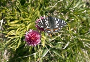 Images Dated 29th June 2012: Cynthia's Fritillary Butterfly