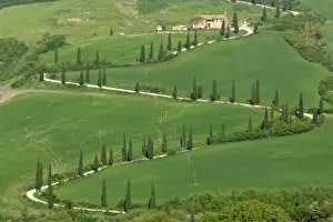 Cypresses Prints: Cypress avenue zigzag road leading to a farm on top of a hill Tuscany, Italy