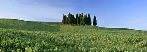 Grove Prints: Cypress grove situated on hill Val d Orcia, Tuscany, Italy
