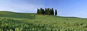 Stand Out Collection: Cypress grove situated on hill Val d Orcia, Tuscany, Italy