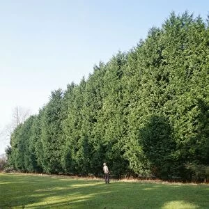 Cypress LEYLAND - showing height of hedge