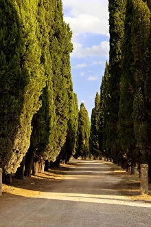 Cypress lined farm track near Pienza, Tuscany