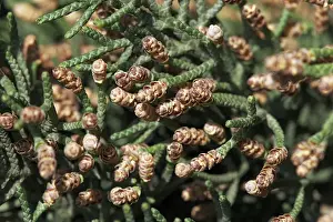 Cypresses Prints: Cypress - pollen. Provence - France