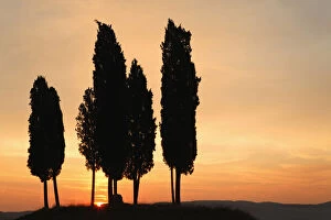 Cypress trees silhouetted agains sunrise