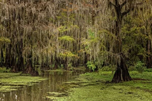 Swamp Gallery: Cypress trees and Spanish moss lining shoreline