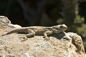 Mediterranean Prints: A Cyprus dragon (Agama (= Laudakia) stellio var cypriaca ), Agama peninsula, Cyprus