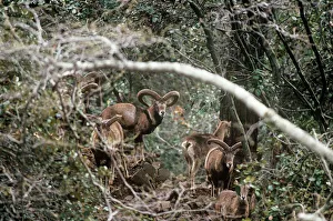 Cyprus Mouflon Sheep