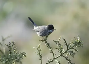 Cyprus Warbler - Adult Male perched. March Cyprus