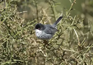 Cyprus Warbler - Adult Male perched. March Cyprus