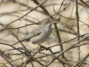 Cyprus Gallery: Cyprus Warbler - female with nesting material in