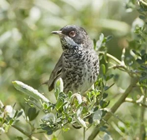 Images Dated 28th March 2012: Cyprus Warbler - male - March