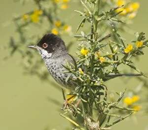Cyprus Gallery: Cyprus Warbler - male - March