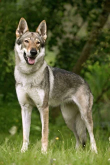 Images Dated 21st June 2004: Czechoslovakian Wolfdog