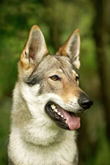 Images Dated 21st June 2004: Czechoslovakian Wolfdog