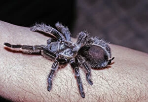 Spiders Collection: D-69237