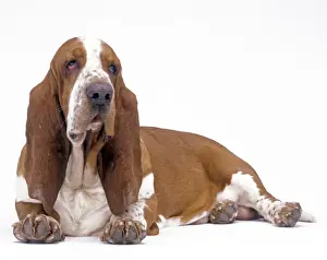 D0g - Basset hound