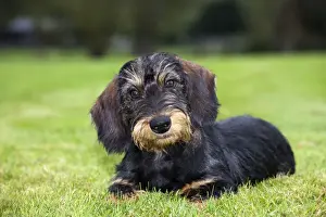 Dachshund