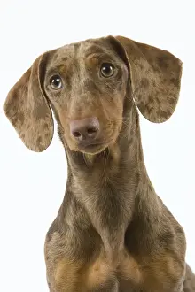 Dachshund - Chocolate Harlequin