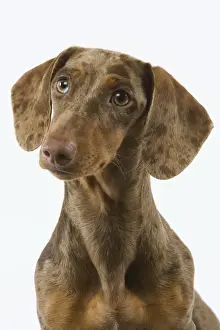 Dachshund - Chocolate Harlequin