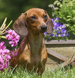 Dachshund Dog, Teckel with flowers