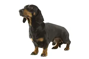 Dachshund - short-haired black & tan
