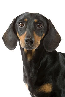 Images Dated 29th November 2007: Dachshund - short-haired black & tan